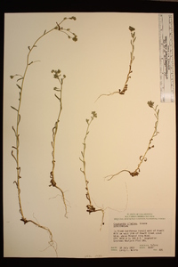 Cryptantha simulans image